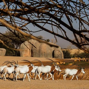 Al Ain Zoo Tickets – Experiences Al Ain Zoo Tickets Experiences