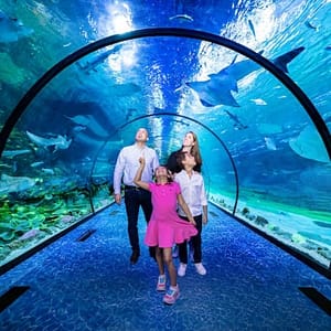 Combo: The National Aquarium Abu Dhabi & The Pixoul Gaming. at The National Aquarium Abu Dhabi, Abu Dhabi, United Arab Emirates Combo: The National Aquarium Abu Dhabi & The Pixoul Gaming. at The National Aquarium Abu Dhabi