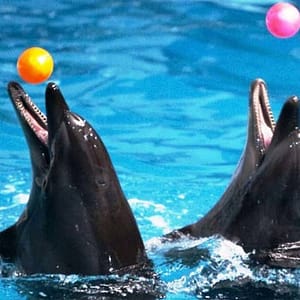 Dubai Dolphinarium: Dolphin & Seal Show at Dubai Dolphinarium, Dubai, United Arab Emirates Dubai Dolphinarium: Dolphin & Seal Show at Dubai Dolphinarium