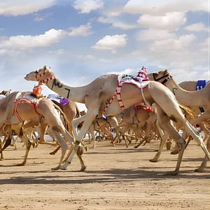 Dubai Royal Camel Race with Prime Seats & Short Camel Ride at Dubai royal Camel Racing Club, Dubai, United Arab Emirates Dubai Royal Camel Race with Prime Seats & Short Camel Ride at Dubai royal Camel Racing Club