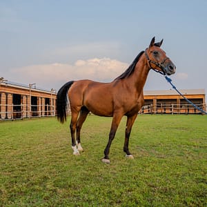 Horse Riding at Al Marmoom Oasis With Transfer – Desert safaris Horse Riding at Al Marmoom Oasis With Transfer Desert safaris