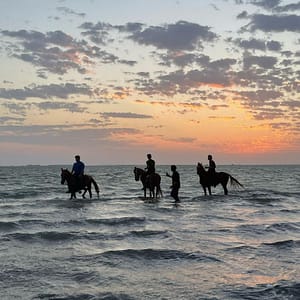 Horse Riding in Jeddah – Experiences Horse Riding in Jeddah Experiences