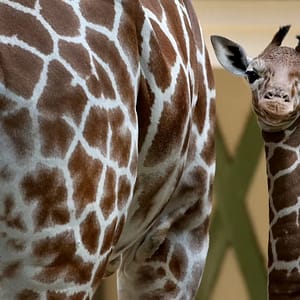 ARTIS Amsterdam Royal Zoo: Entry Ticket – Recently Added Experiences ARTIS Amsterdam Royal Zoo: Entry Ticket Recently Added Experiences