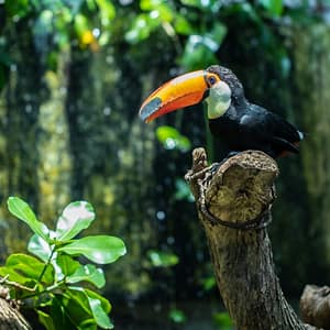 The Green Planet + Ain Dubai – Combo – Recently Added Experiences The Green Planet + Ain Dubai - Combo Recently Added Experiences