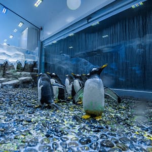 Dubai Aquarium & Underwater Zoo – Penguin Encounter – Experiences Dubai Aquarium & Underwater Zoo - Penguin Encounter Experiences