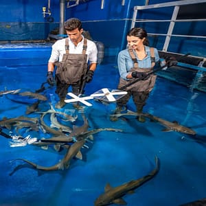 Dubai Aquarium & Underwater Zoo – Shark Trainer Encounter – Experiences Dubai Aquarium & Underwater Zoo - Shark Trainer Encounter Experiences
