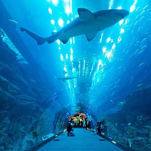 Dubai Aquarium & Underwater Zoo – Gold – Experiences Dubai Aquarium & Underwater Zoo - Gold Experiences