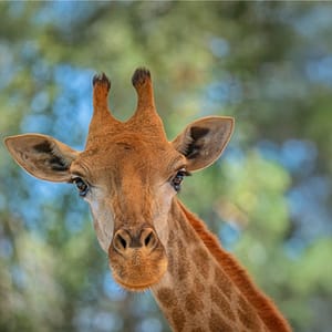 Emirates Park Zoo – Experiences Emirates Park Zoo Experiences
