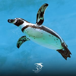 Istanbul Emaar Aquarium – Experiences Istanbul Emaar Aquarium Experiences