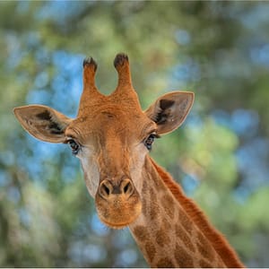 Miracle Garden + Emirates Park Zoo – Combo – Must-see attractions Miracle Garden + Emirates Park Zoo - Combo Must-see attractions