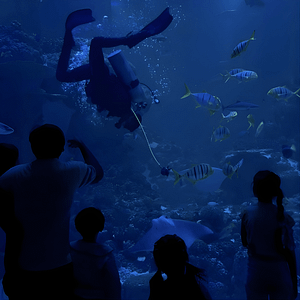 Oman Aquarium at Mall of Muscat – Experiences Oman Aquarium at Mall of Muscat Experiences