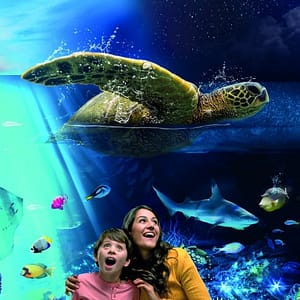 Sea Life Brighton – Experiences Sea Life Brighton Experiences
