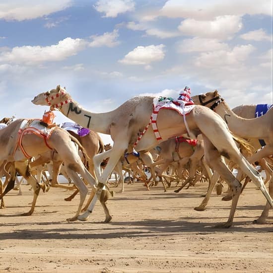 Dubai Royal Camel Race with Prime Seats & Short Camel Ride at Dubai royal Camel Racing Club, Dubai, United Arab Emirates Dubai Royal Camel Race with Prime Seats & Short Camel Ride at Dubai royal Camel Racing Club