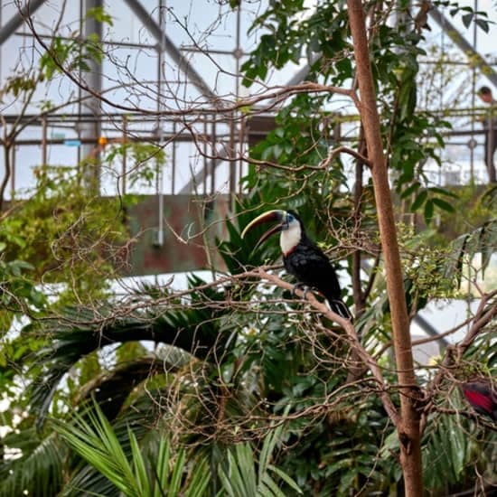 Green Planet: Dubai’s Indoor Rainforest – Skip The Line at The Green Planet, Dubai, United Arab Emirates Green Planet: Dubai's Indoor Rainforest - Skip The Line at The Green Planet