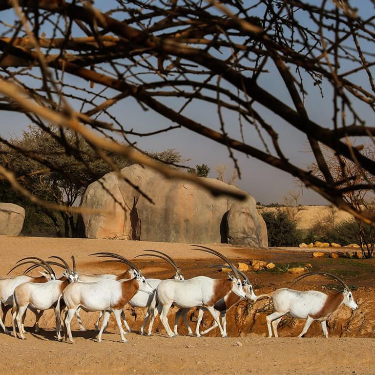 Al Ain Zoo Tickets – Experiences Al Ain Zoo Tickets Experiences