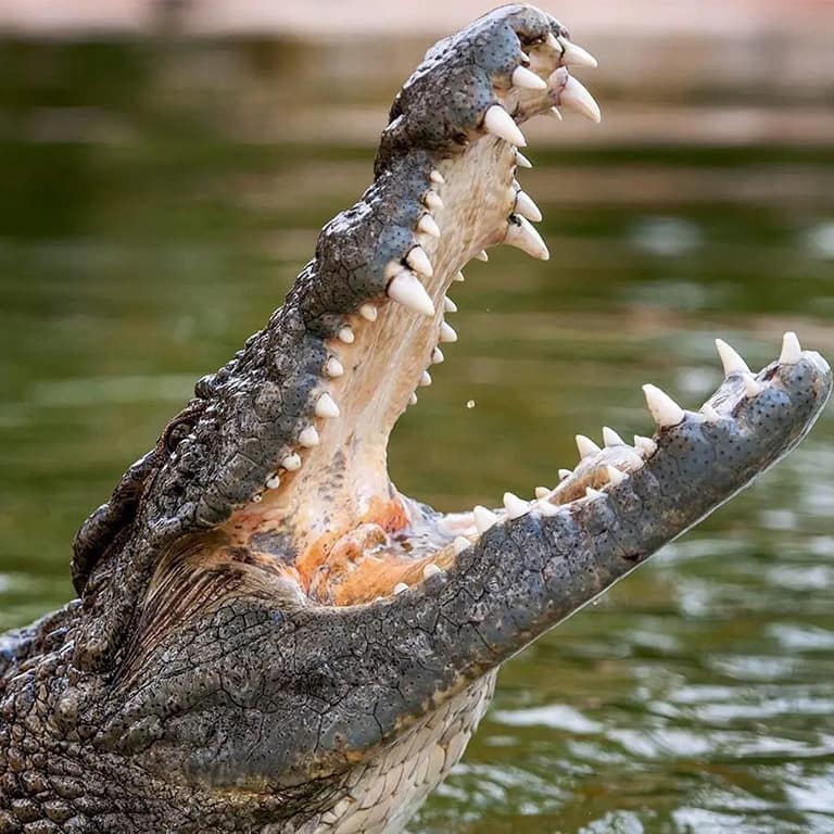 Dubai Crocodile Park – Must-see attractions Dubai Crocodile Park Must-see attractions